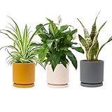 Air Purifying Plant Collection 3 Indoor House Plants Snake Plant, Peace Lily, Spider Plant, Perfect at Home or Office, 3X 10-12cm Pots