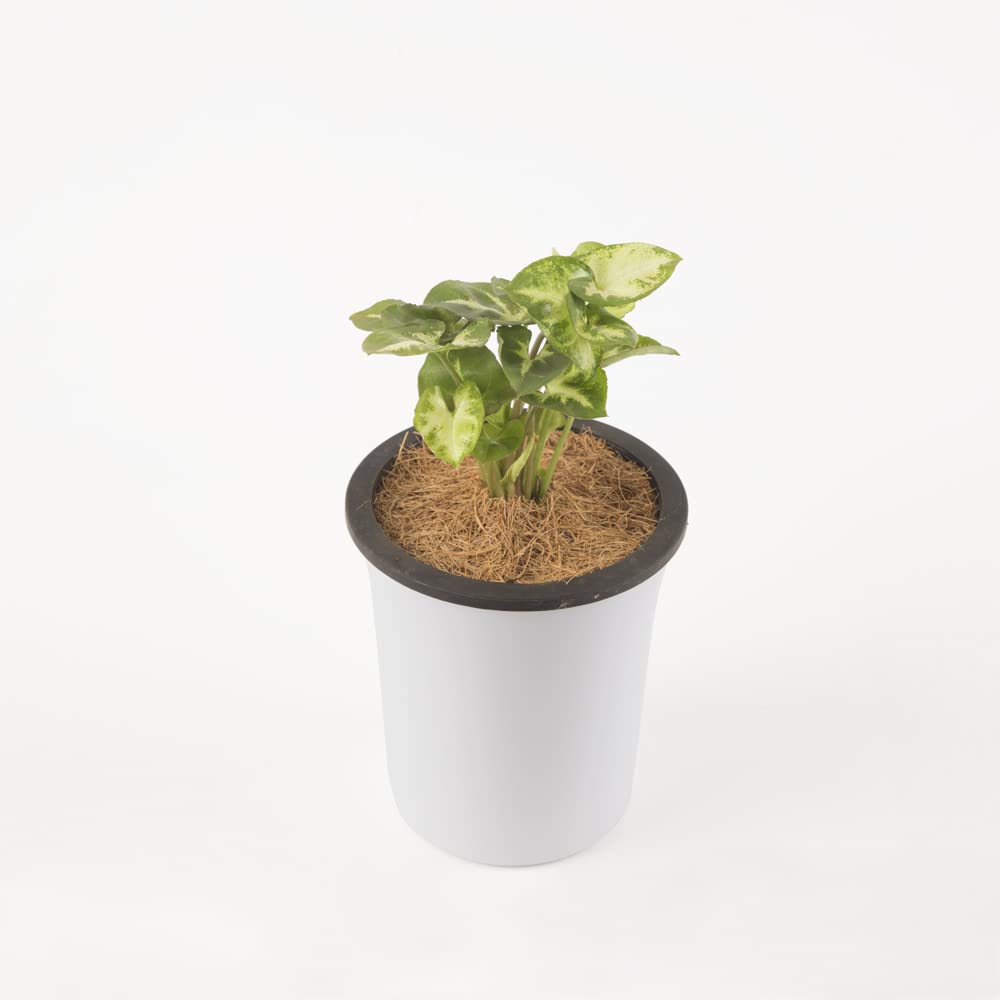 Ratanshi Agro Hortitech Syngonium Pixie Live Indoor Plant with 4" Self Watering Pot | Arrowhead