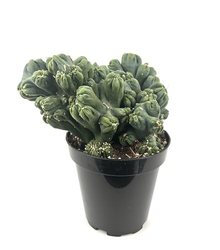 Ming Thing Cactus Cereus Forebesii Monstrose