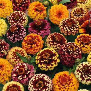 Park Seed Zinnia Flower Planting Seeds, Easy to Grow, Perfect for Spring Garden, Aztec Sunset Mix, Pack of 25