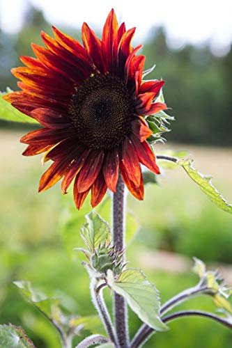 Raise Me Up: Seeds Moulin Rouge Sunflower Ornamental Red Annual Flowers #TOP5