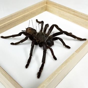 Amazon.co.jp: 虫の標本 タランチュラ : ホーム＆キッチン