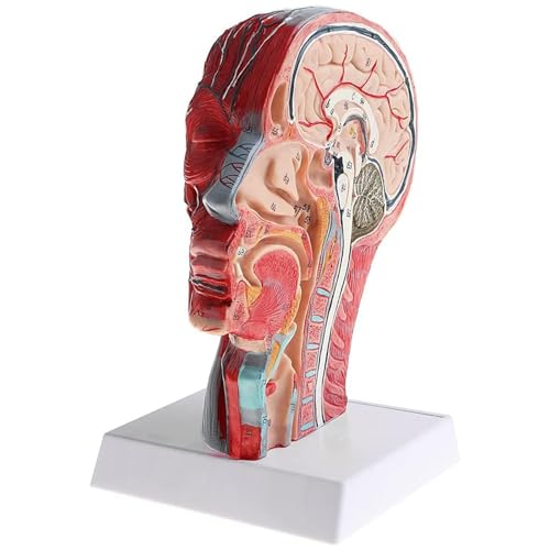 Human Head Superficial Neurovascular Model - 1:1 Life Size Human Head Anatomical Model, with Superficial Neurovascular and Musculature Details, Ideal for Kids’ Learning, Education, and Display - Image 3