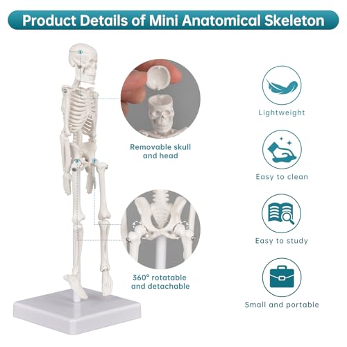 Image of Mini Skeleton Model, 7.8 inch Small Anatomy Skeleton Figure, Movable Arms and Legs, Human Body Model with Base, Human Bones for Teaching Tool, Decoration