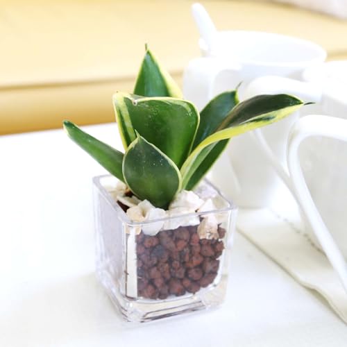 yu[~OXP[vzygȂŐȃ~jϗtA nCh{[A{ۂɂϐ΁EKXe L[u`bk͔| nChJ`[ ~jTCY { (TXxA nj[{j[ P)