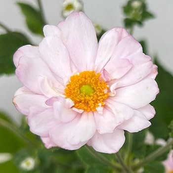 41EkEIvsjML._AC_UF350,