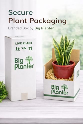 Big Planter Curry Patta Live Herb Plant with Pot - Aromatic Addition to Your Culinary Garden - 1-Pack Delight