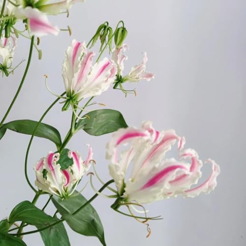 bulbos de lirio de llama acónito invierno, para el balcón lirio llama balcón, decoración jardín exterior, acónito invierno, perennes resistentes jardín 2pcs