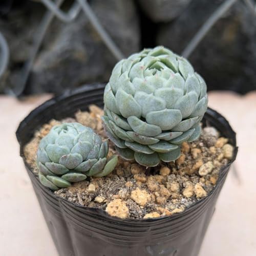 観葉植物 エケベリア」の人気商品一覧 | 安い商品を通販サイトから探す