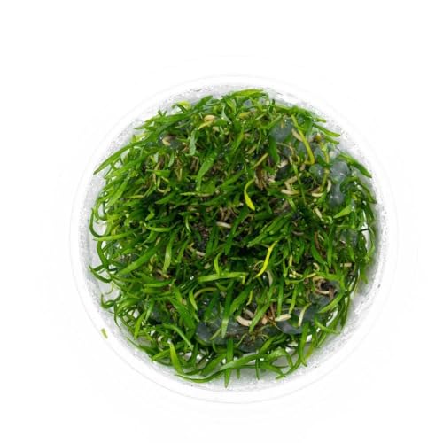 SubstrateSource Micro Sword Lilaeopsis Brasilensis