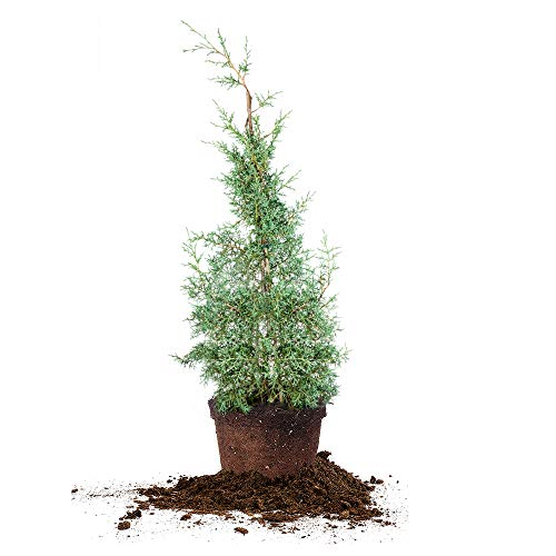 Perfect Plants Carolina Sapphire Cypress 3 Gal. | Privacy Tree, Silvery Blue Green Needle-Like Foliage| Evergreen Wind Barrier