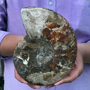 Miniatura 6 de TOP! 10.58-17.64 oz de ammonita natural fósil de caracola, espécimen de cristal curativo