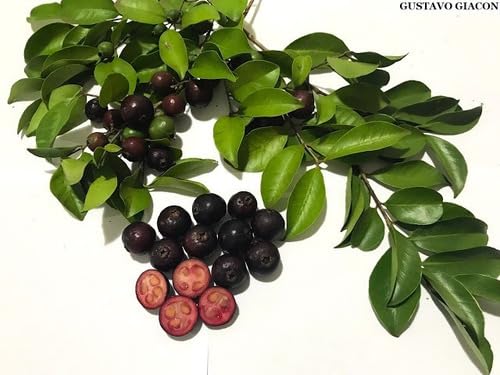 4 MUDAS DE ARAÇÁ ROXA