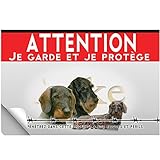 Adhésif plastifié Attention au chien teckel poil dur