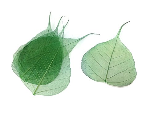 Dark Green 2 Inch Skeleton Leaves 100 pcs Sacred Fig Ficus Religiosa Flower Making Floral Scrapbook Craft Wedding Card