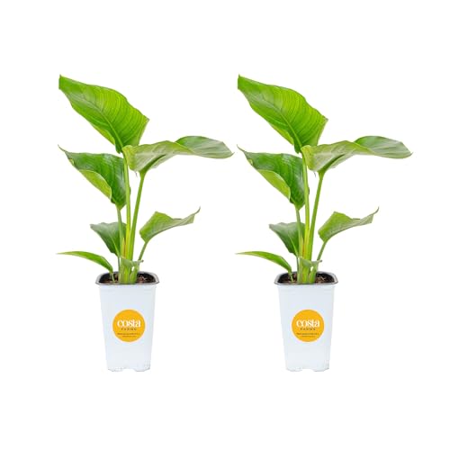 Costa Farms White Bird of Paradise (2-Pack) Live Indoor Plants 16-24 Inches Tall in Grower Pots | Strelitzia nicolai Easy Care Real Tropical Houseplants for Home or Office Decor