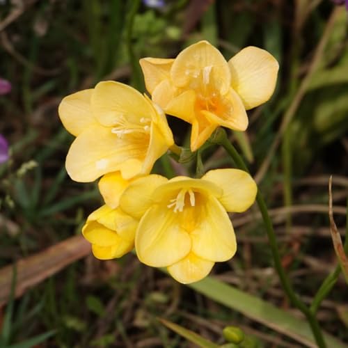 bulbos de fresia plantas resistentes para jardín, plantas de jardín de rocas resistentes Flores de balcón, bombachos de primavera, bulbos flores silvestres bulbos de flores 15pcs