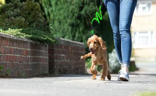Lumjiafu Ultra-Durable Dog Leash Night Safety Reflective Dog Lead - 150 Cm Long Training Lead For Dogs - Comfortable Padded Dog Leash - Durable Design-Class Dog Lead For Large Dogs (150 Cm, Blue) #TOP6