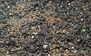 WiesiFix | 3in1 Power Rasenpflaster für Urinflecken in der Wiese | schnellkeimend | Rasennachsaat | Fleckenentferner | Selbstnachanbauset | Hund | tierfreundlich | Gartenpflege |