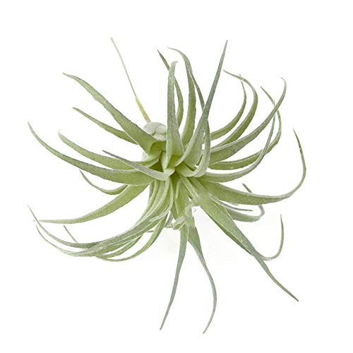 Ebuyom Artificial Succulents Plants Flocking Tillandsia Air Plants Fake Air Plants Bouquet Arrangements For Home Garden Decor #TOP3