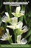 Orchids of Andhra Pradesh: A Pictorial Guide (Coloured Edition)