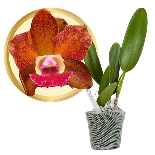 Better-GRO Cattleya Hybrid Orchid, 4' Live Plant, RLC Volcano Jewel ‘Volcano Queen’, Blooms Within 6-12 Months with Proper Care, Orange-Brown Flower Clusters, Fragrant Blooms, Hand-Selected