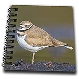 4 x 4 inches spiral bound glossy hard covered 9/16 inch twin loop wire binding spine 75 unlined pages, 3.75 x 4 inches Unlined bright white 22 lb paper Pages lay flat when book is opened