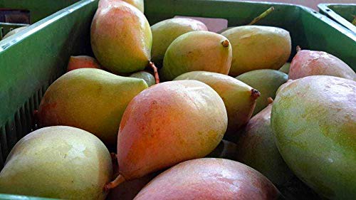 Mphmi Kilichundan Mango Plant - Kerala (B08T61HDMG) Amazon Price History, Amazon Price Tracker