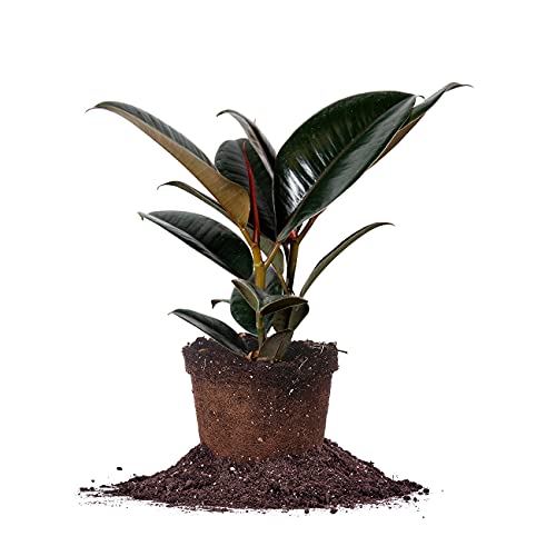 Perfect Plants Rubber Plant Ficus Elastica 'Burgundy' in 6in. Grower's Pot, Live Indoor Houseplant...