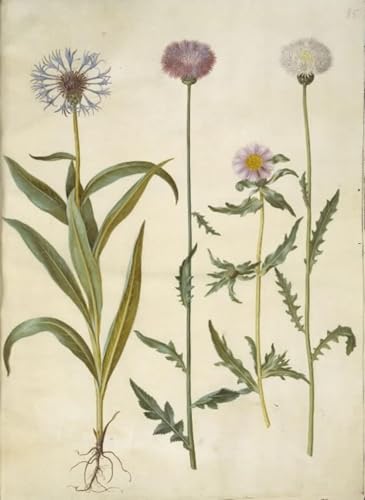 Impresión de Lienzo Centaurea Montana de 60x90cm ideal para Decoración del Hogar y Oficina