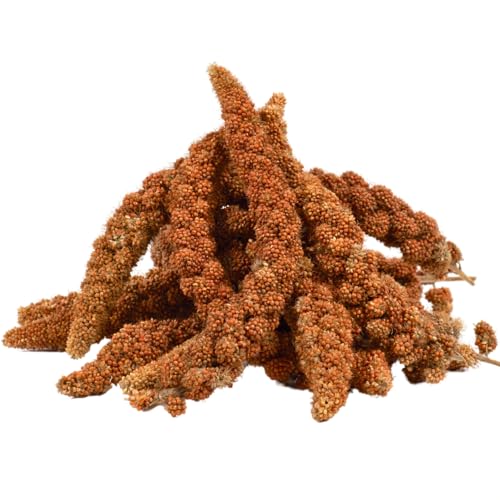 Lyra Pet® | 5 kg Kolbenhirse rot | Vogelfutter für Sittiche & Kanarienvögel | Handverlesene Hirse | Natürliche Nährstoffquelle für Vögel | Für das ganze Jahr | Hirsekolben für für Zier- und Wildvögel