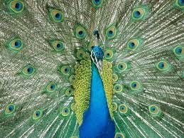 Nature Laptop Design-A1148 Nature Laptop Design-A1148