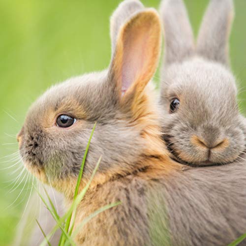 Relaxdays Freilaufgehege mit Netz-Abdeckung, Gehege für Hasen & Nager, Kleintiergehege mit Sonnenschutz, Ø 110 cm, Grün