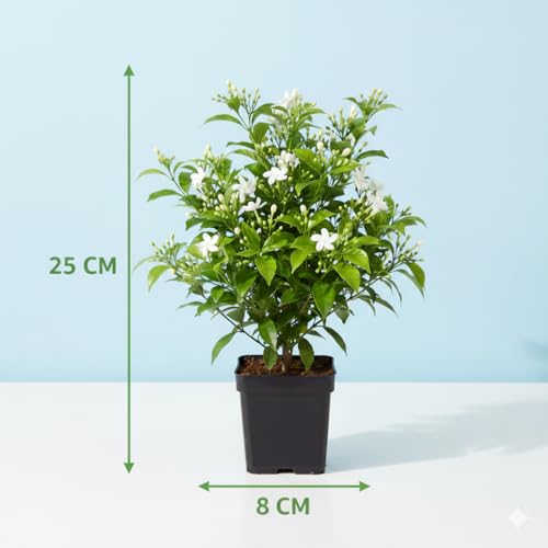 Image of Madhukamini Live Plant (Murraya Paniculata) with Pot | Orange Jasmine Highly Fragrant Evergreen Flowering Plant | Indoor & Outdoor Home Garden Decor | Air Purifying Ornamental Plant