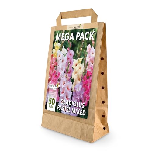 Mega Pack Gladiolus Pastel Colours Bulbs | 50 Mixed Summer Flowering Bulbs | Bee & Butterfly Friendly | Eco Packaging | Premium Holland Selection Quality