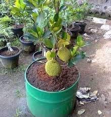 Creative Farmer Live Plant Fruit Plants Bearing All Season Jack Great ...