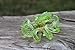 Octopus Uranium Glass Uranium Glass Figurine Glass UV mouse Glass Figurine