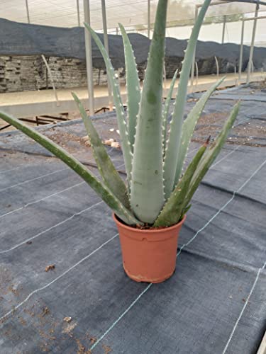 Aloe Vera o Sábila - Planta Natural de interior - Maceta 13 cm ø (Altura 30-40 cm)