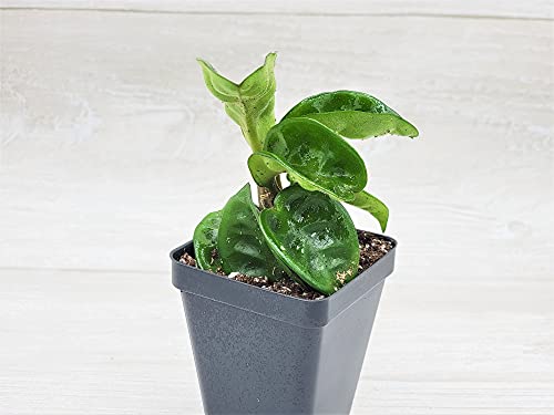 Long Hoya Krinkle8 Live Plant,Hoya Carnosa Krinkle 8, Hoya Krinkle Plant, 3 Inch Pot, Limited Quantity By 3Exoticgreen #TOP7