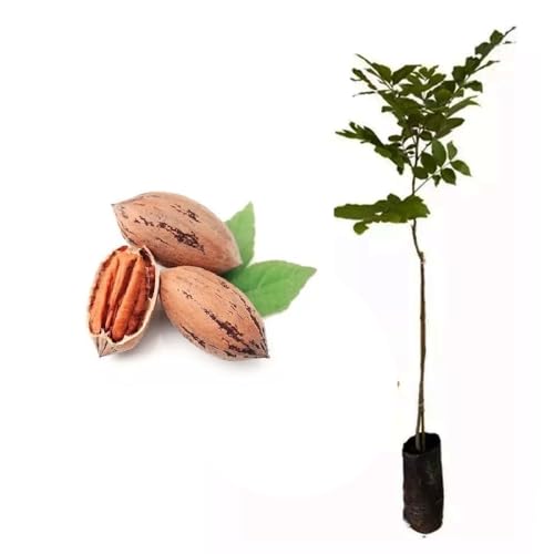 Genérico, Muda de Noz Pecã 20 a 40cm AMK - Plantas Online