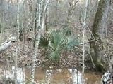  5 Samen von Sabal minor ARKANSAS HARDY ZWERG PALMETTO Seeds