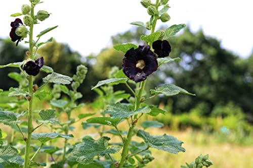 Just Seed - Flower - Hollyhock - Black Single - 20 Seed