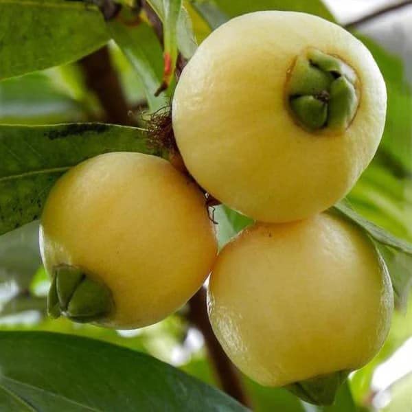 Nandini Garden Apple Gulab Jamun Jambos Variety Fruit Air Layered Grafted Live Outdoor Plant 1-1.5 Feet In Poly Bag (B0C67FTVNS) Amazon Price History, Amazon Price Tracker