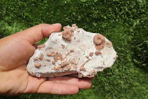 Image of Douvilleiceras & Gastropods Plate Cretaceous Fossils Fossils from Morocco Fossil Rock Ammonites Fossil A210