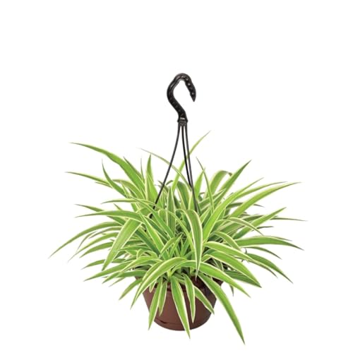 Best Artificial Hanging Plants for Your Home 78 Chlorophytum Spider Natural Live Indoor Plant with Hanging Pot | ...