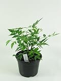 Niembaum, Neem Baum Pflanze (Azadirachta indica), Neem Pflanze