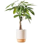 Costa Farms Money Tree Live Plant | 12-16 Inches Tall Bonsai | Easy to Grow Indoor Houseplant in Plant Pot | Home, Office, or Room Decor | Birthday, Housewarming Gift