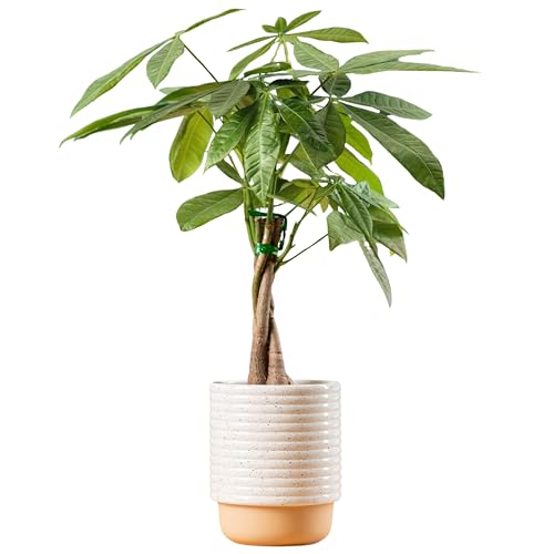 Costa Farms Money Tree Live Plant | 12-16 Inches Tall Bonsai | Easy to Grow Indoor Houseplant in Plant Pot | Home, Office, or Room Decor | Birthday, Housewarming Gift