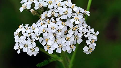 1000 Graines d'Achillée Millefeuille - fleurs médicinale aromatique - semences paysannes