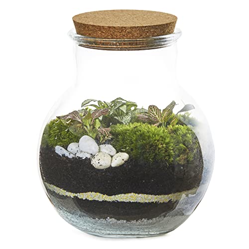 Foto von Terrarium FLASCHENGARTEN Glas mit Deckel für Zimmerpflanzen – Großes Glas - Terrarium Ökosystem Dekor – Materialien Enthalten Pflanzen Nicht dabei